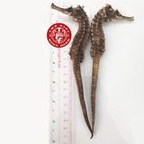 Cá ngựa chúa Indonesia khô 16cm (cặp)