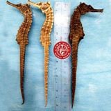 Cá ngựa chúa Indonesia khô 18cm (cặp)