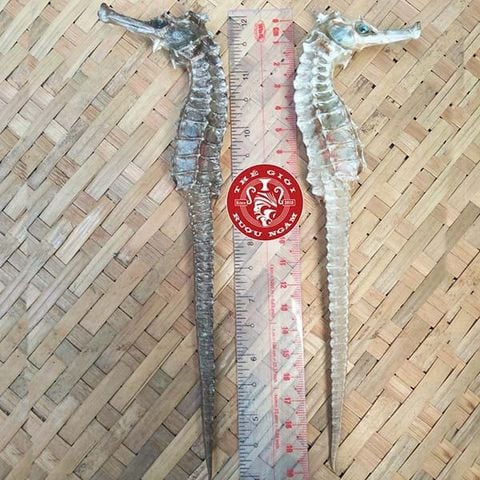 Cá ngựa chúa Indonesia khô 20cm (cặp)