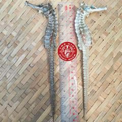 Cá ngựa chúa Indonesia khô 20cm (cặp)