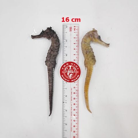 Cá ngựa chúa đại dương tươi 16cm cấp đông (cặp)