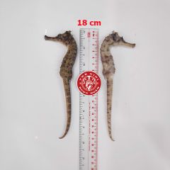 Cá ngựa chúa đại dương tươi 18cm cấp đông (cặp)