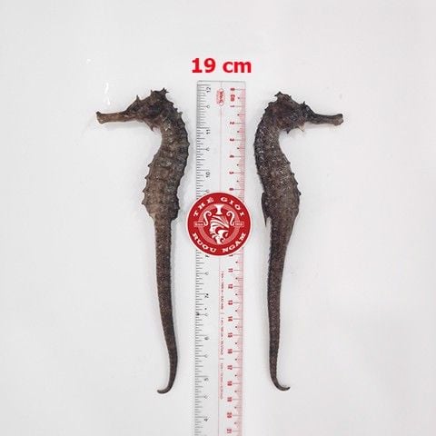 Cá ngựa chúa đại dương tươi 19cm cấp đông (cặp)