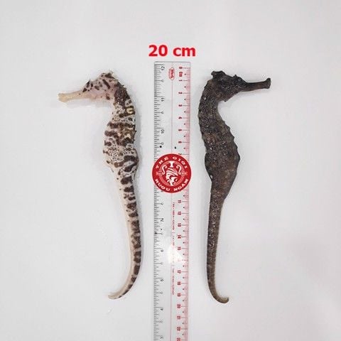 Cá ngựa chúa đại dương tươi 20cm cấp đông (cặp)