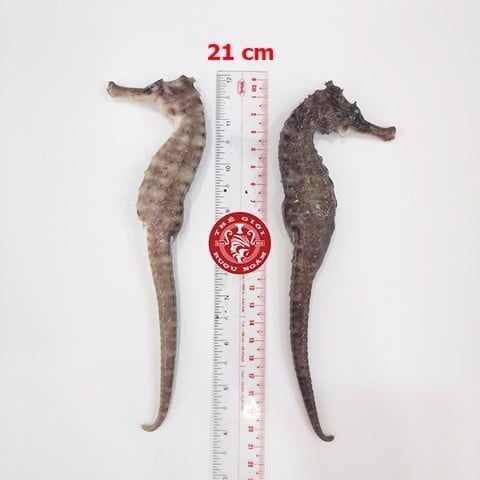 Cá ngựa chúa đại dương tươi 21cm cấp đông (cặp)