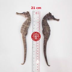Cá ngựa chúa đại dương tươi 21cm cấp đông (cặp)