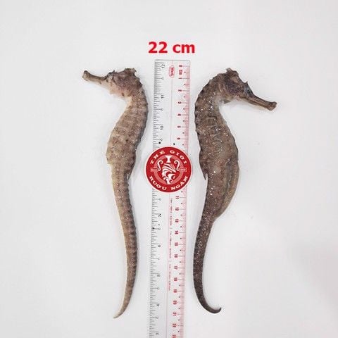Cá ngựa chúa đại dương tươi 22cm cấp đông (cặp)