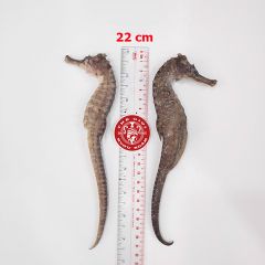 Cá ngựa chúa đại dương tươi 22cm cấp đông (cặp)
