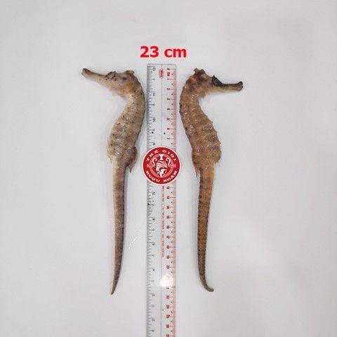 Cá ngựa chúa đại dương tươi 23cm cấp đông (cặp)