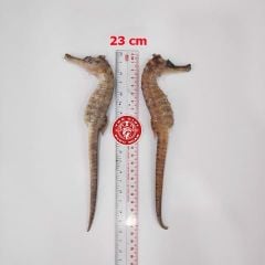 Cá ngựa chúa đại dương tươi 23cm cấp đông (cặp)
