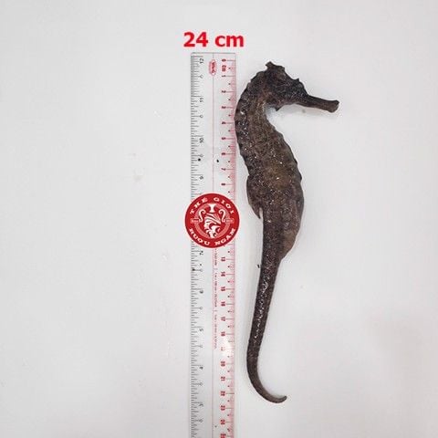 Cá ngựa chúa đại dương tươi 24cm cấp đông (cặp)