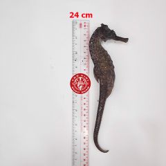 Cá ngựa chúa đại dương tươi 24cm cấp đông (cặp)