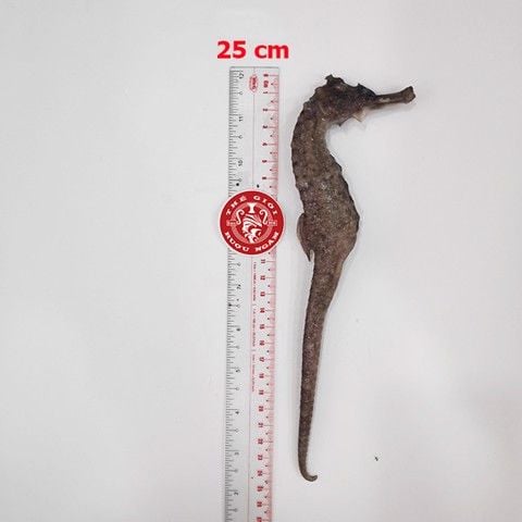 Cá ngựa chúa đại dương tươi 25cm cấp đông (cặp)