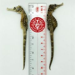 Cá Ngựa Khô Đại Dương 10cm (cặp)