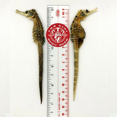 Cá Ngựa Khô Đại Dương 12cm (cặp)