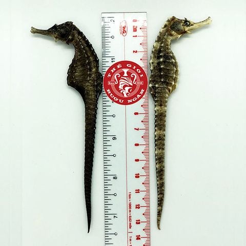 Cá Ngựa Khô Đại Dương 13cm (cặp)
