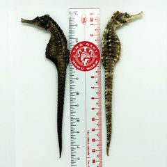 Cá Ngựa Khô Đại Dương 13cm (cặp)
