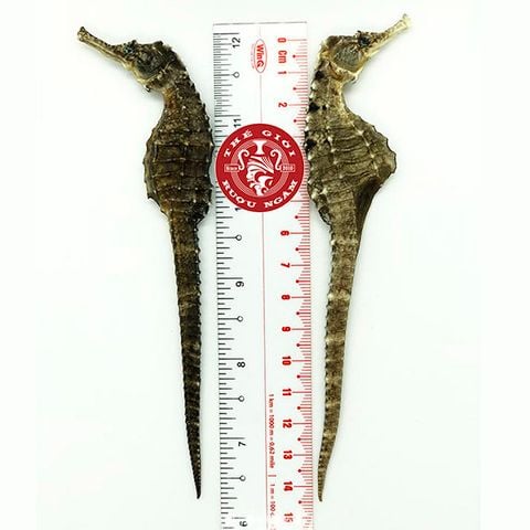 Cá Ngựa Khô Đại Dương 14cm (cặp)