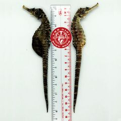 Cá Ngựa Khô Đại Dương 15cm (cặp)