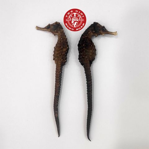 Cá Ngựa Khô Đại Dương 8cm (cặp)