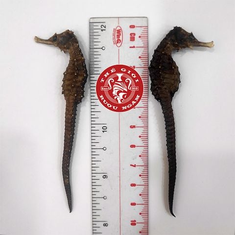 Cá Ngựa Khô Đại Dương 9cm (cặp)
