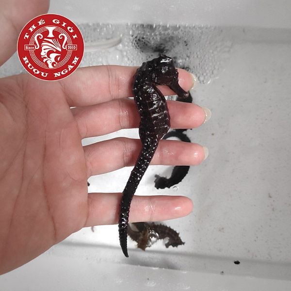  Cá Ngựa Sống Dài 8 - 10cm (cặp) 