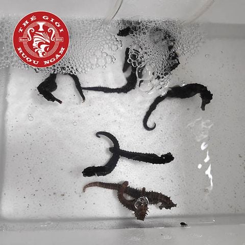 Cá Ngựa Sống Dài 14 - 15cm (cặp)