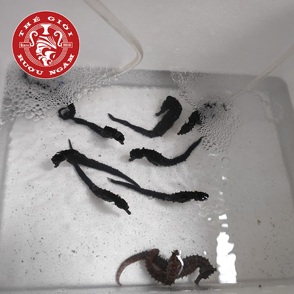 Cá Ngựa Sống Dài 8 - 10cm (cặp)