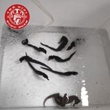 Cá Ngựa Sống Dài 8 - 10cm (cặp)