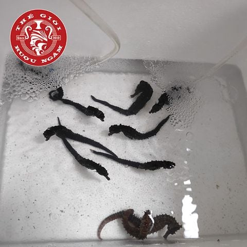 Cá Ngựa Sống Dài 8 - 10cm (cặp)