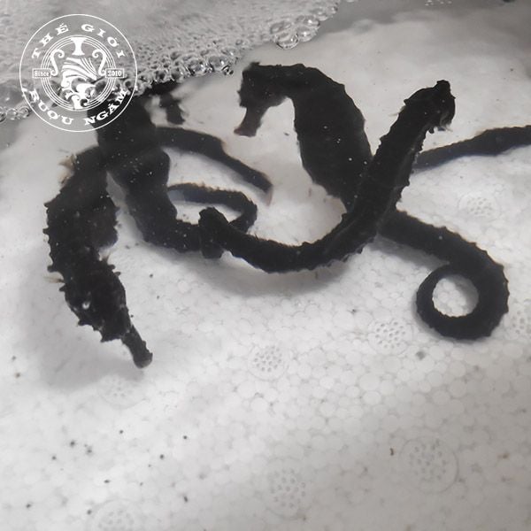  Cá Ngựa Sống Dài 8 - 10cm (cặp) 