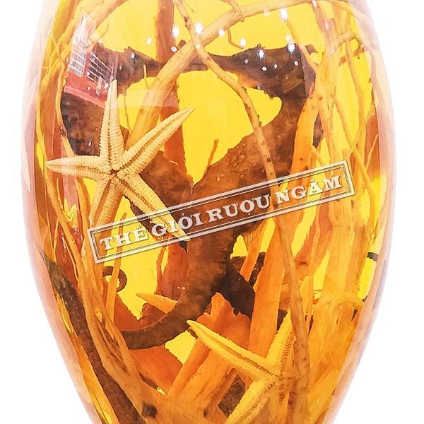  Bình Cá Ngựa Chúa 19cm (3 Lít) Hàn Số 41 