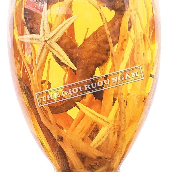  Bình Cá Ngựa Chúa 19cm (3 Lít) Hàn Số 41 