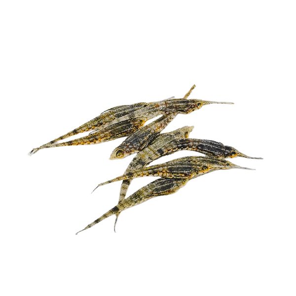  Hải Yến Ngâm Rượu 