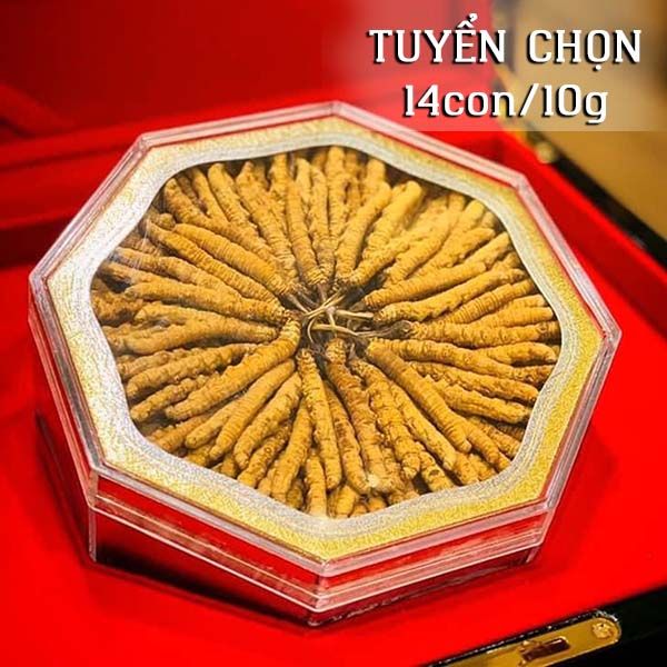  Đông Trùng Hạ Thảo Tây Tạng Vip - 14con/10g Hàng Tuyển Chọn 