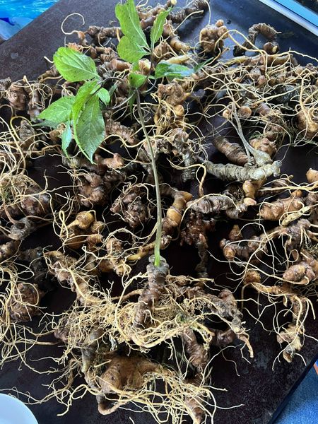  Sâm Ngọc Linh Rừng Kon Tum (100g) 
