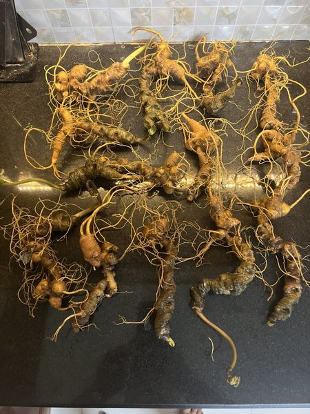  Sâm Ngọc Linh Rừng Kon Tum (100g) 
