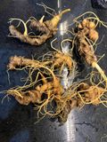 Sâm Ngọc Linh Rừng Kon Tum (100g)