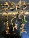 Sâm Ngọc Linh Rừng Kon Tum (100g)