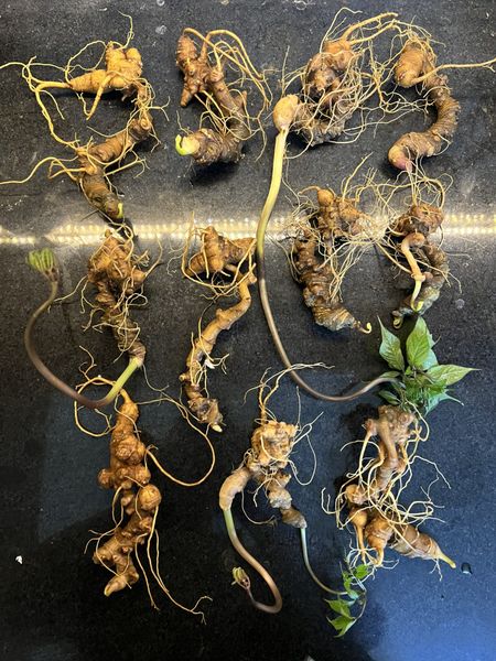  Sâm Ngọc Linh Rừng Kon Tum (100g) 