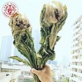 Hoa Thiên Sơn Tuyết Liên Khô Bông Nhỏ 3-4 Năm Tuổi