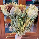 Hoa Thiên Sơn Tuyết Liên Khô 20g