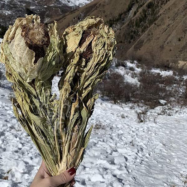  Hoa Thiên Sơn Tuyết Liên Khô Bông Nhỏ 3-4 Năm Tuổi 