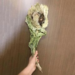 Hoa Thiên Sơn Tuyết Liên Khô 30g