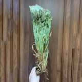 Hoa Thiên Sơn Tuyết Liên (Loại 65g)