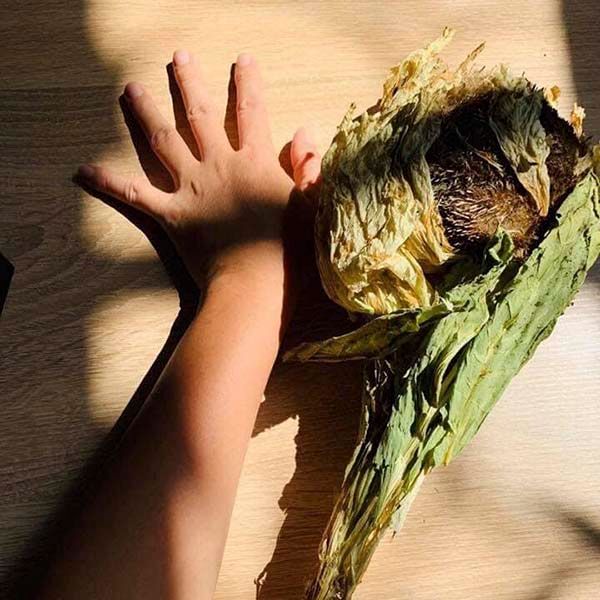  Hoa Thiên Sơn Tuyết Liên (Loại 85g) 