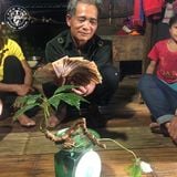 Sâm Ngọc Linh Rừng Kon Tum (100g)