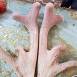 Nhung Hươu Tươi Gác Sào