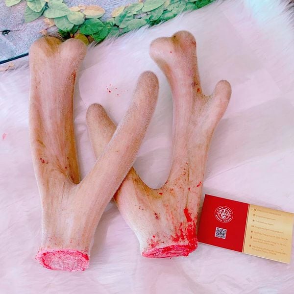 Nhung Hươu Tươi Hương Sơn Loại 1 (Lạng) 