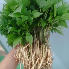 Sâm Mầm Có Lá Size 12K/Cây – Xuất VAT Đầy Đủ (tối thiểu 200 cây)